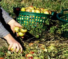 brew applewine